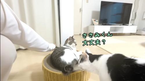 ささみくん大丈夫？