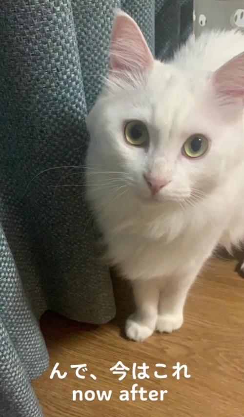 成長した白猫