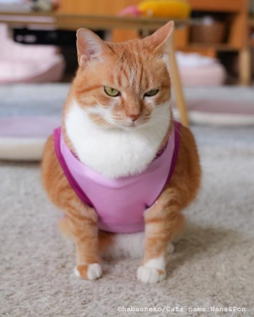 服を着た猫