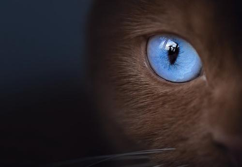 猫のブルーな瞳