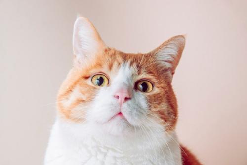 チャトラ猫