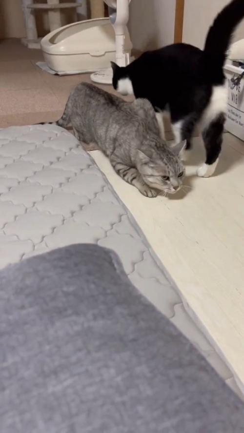 通り過ぎる2匹の猫