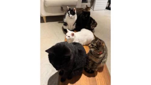 集まっている猫