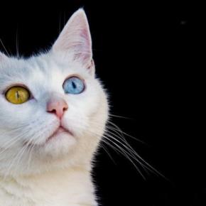 猫の美しい『目の色』の不思議3選 全部で何色?めったに見られない珍しい色があるって本当?