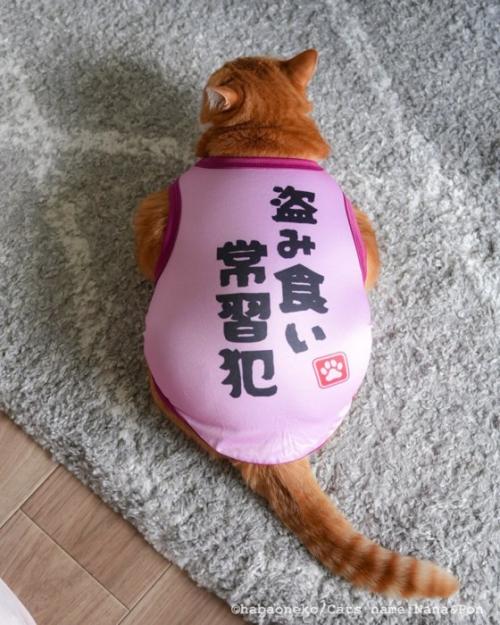 服を着た猫