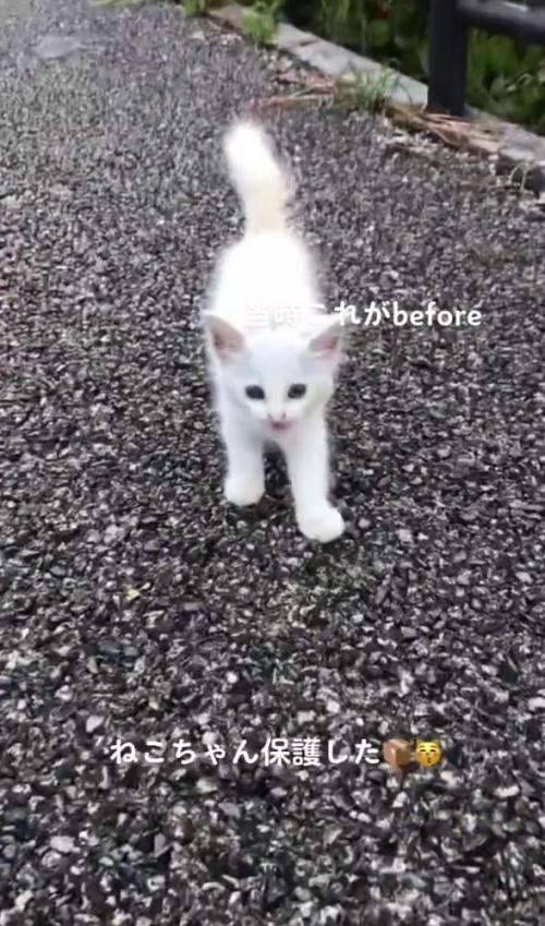 道ばたの白猫