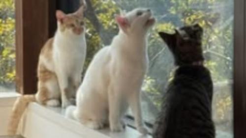 窓辺に集まる猫
