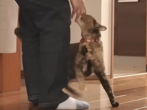 噛みつく猫