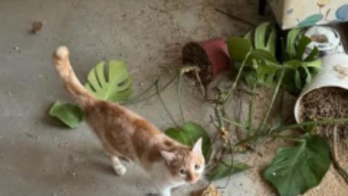 散らかった部屋と猫