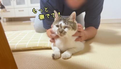 もっと撫でて！