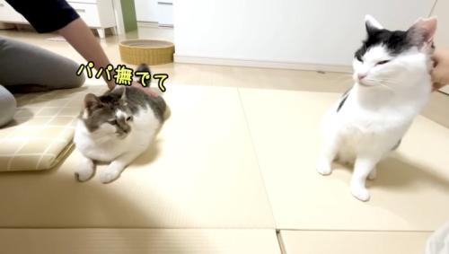 パパ撫でて