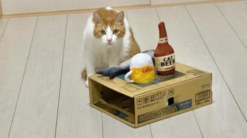 室内にいる猫