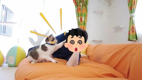 猫パンチ