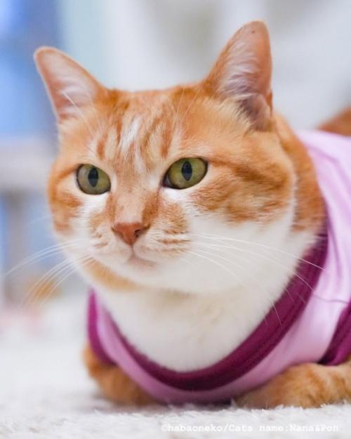 服を着た猫