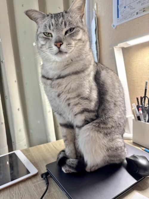 座る猫