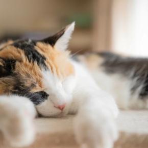 『キャット』が含まれる英単語やことわざ5選 “土砂降り”“うたた寝”…猫と関係ないのになぜ?