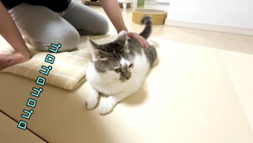 イカ耳