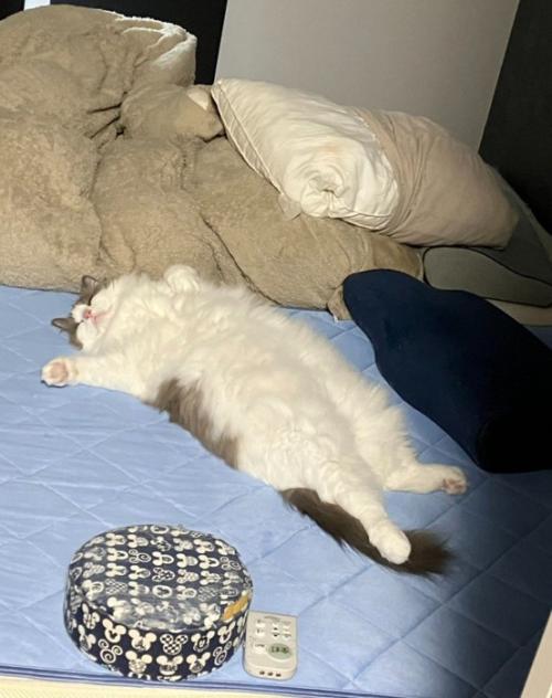 へそ天の猫