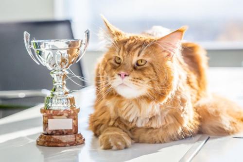 トロフィーの横でくつろぐ猫