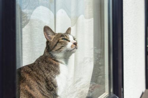 窓際にいる猫