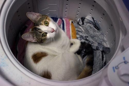 洗濯機の中にいる猫