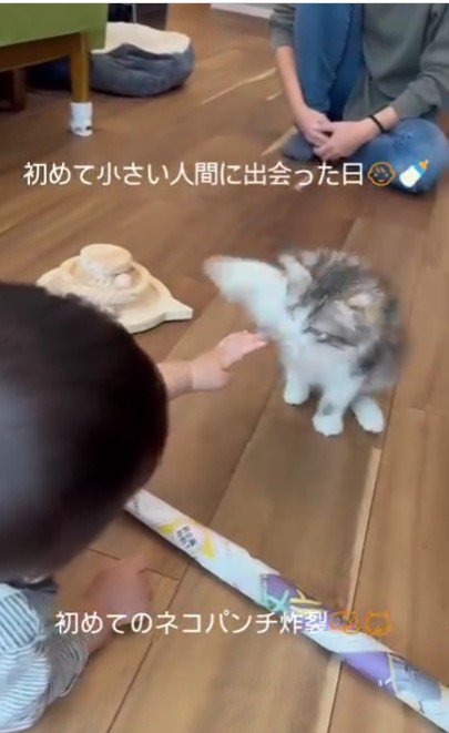 猫パンチをする子猫%％猫パンチ！