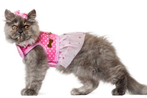 ドレスを着た猫