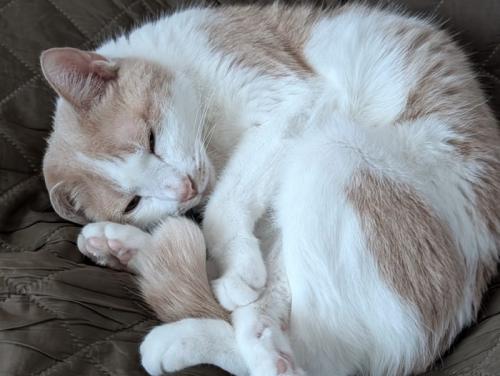 丸くなって眠る猫