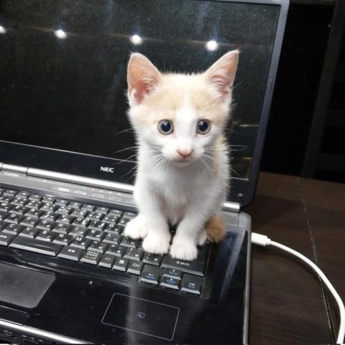 パソコンに乗る子猫
