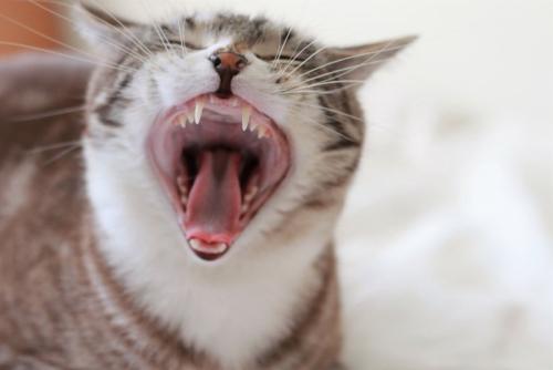 あくびをする猫