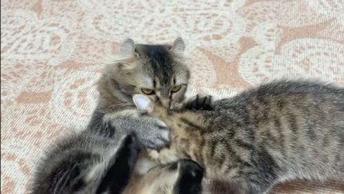 拒むたんこママ