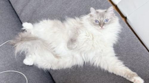 室内にいる猫