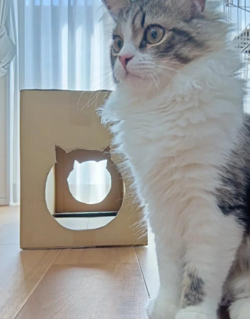 段ボールの隣に座っている猫%％飼い主さんの手作りトンネル