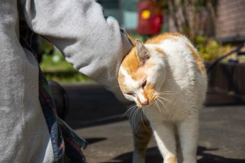 腕にすり寄る猫