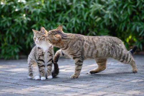 外にいる猫たち