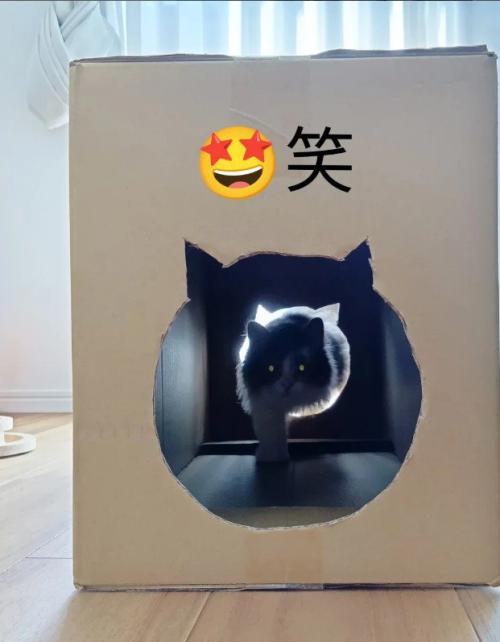 段ボールをくぐる猫%％段ボール遊びが好き