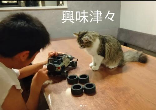 子どもを見ている猫%％お兄さんの作業に興味津々