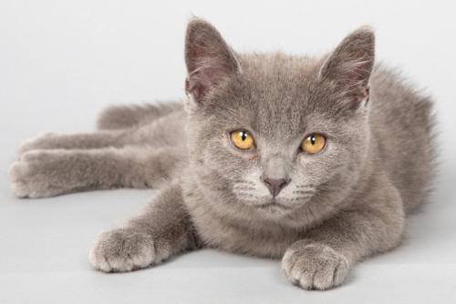 ブリティッシュブルーの子猫