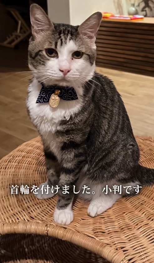 小判の首輪をつけてお座りしている猫