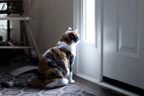 玄関の外を見つめる猫