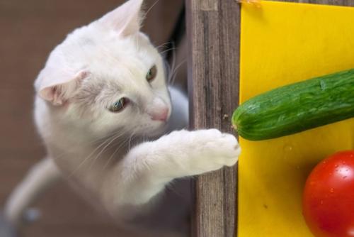 きゅうりに興味を示す猫