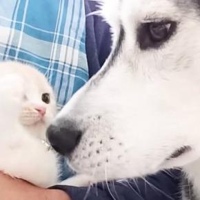 2匹の犬がいる家に子猫が迎えられた結果…初めて出会った日から『1か月間の軌跡』が感動すると78万再生「最初から泣ける」「尊くて涙が…」