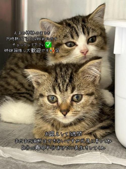 2匹の子猫
