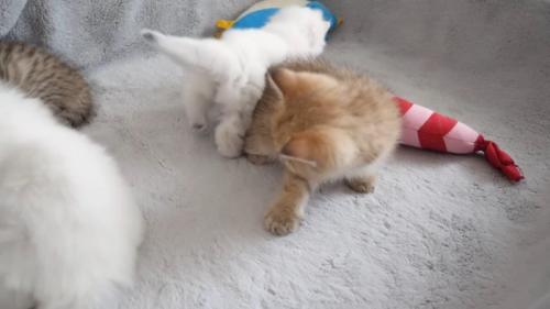 脱出した子猫
