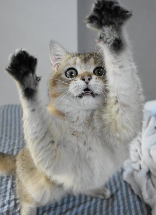 遊んでいる猫