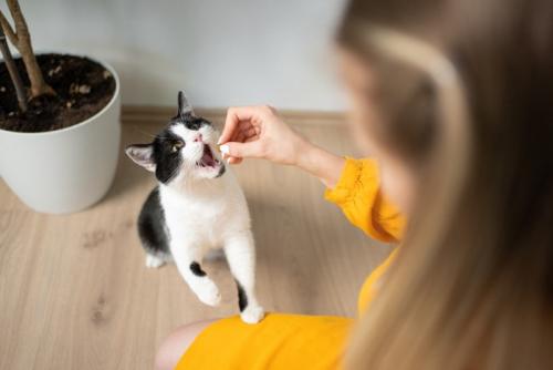 おやつをもらう白黒猫