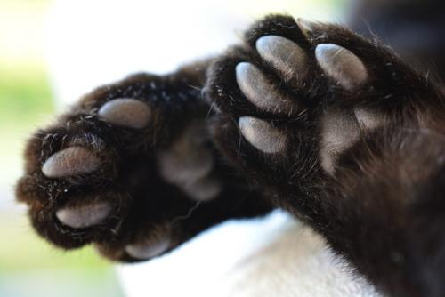 黒猫の肉球