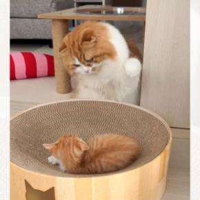 新入り子猫のもとにやって来た先輩猫が、次の瞬間…予想の斜め上を行く『まさかの行動』が459万再生「さすがに可愛すぎる」「心の葛藤がｗ」