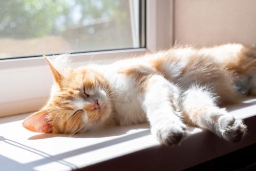窓辺で眠る猫
