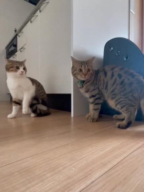 同じ方向を見る子猫たち
